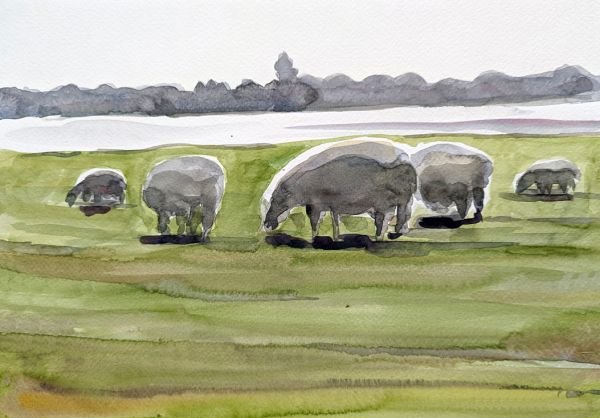 Sheep grazing on the dike