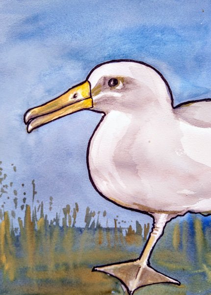 Watercolour of an Albatross