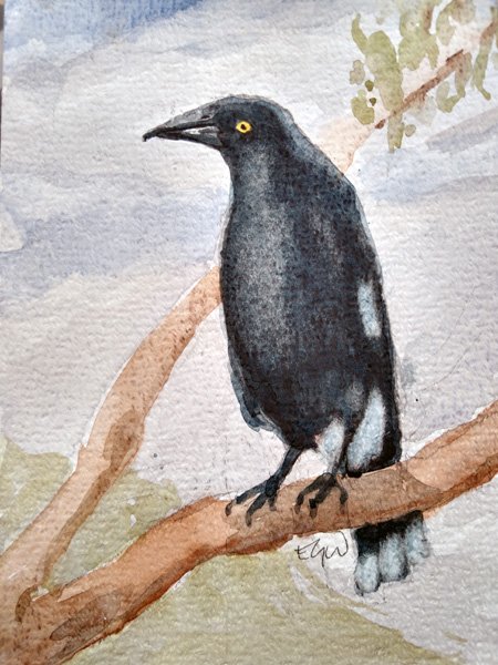 Watercolour of the Australian bird,  the Currawong