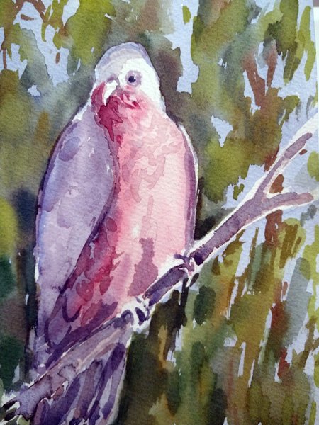 Watercolour painting of a Galah