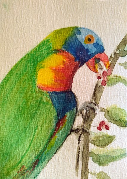 Watercolour painting of a Lorikeet eating berries