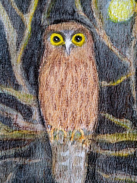 Watercolour painting of a New Zealand owl, the Morepork