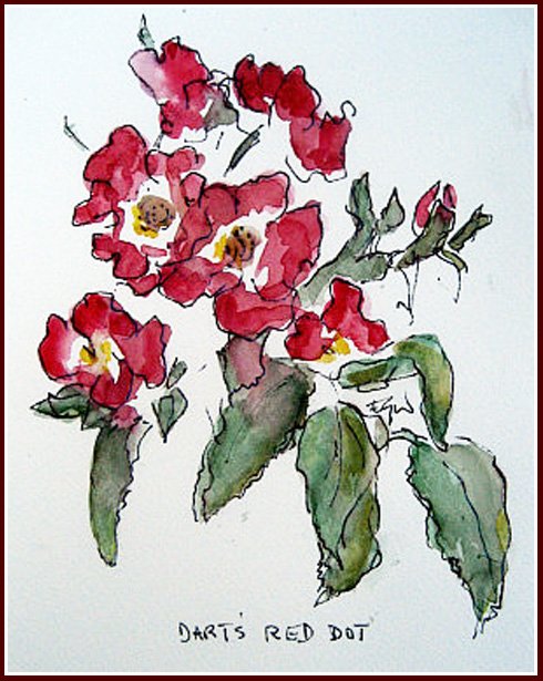 sketch of old type single petaled red roses 